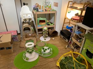 Cat playground  at Katzentempel - Nürnberg in Nuremberg