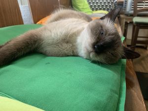 Samira 🐱 at Katzentempel - Nürnberg in Nuremberg