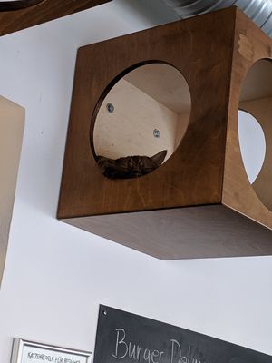 Cat is keeping way out of reach. at Katzentempel - Nürnberg in Nuremberg