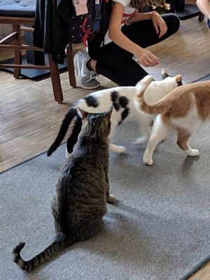 Snack break brings the cats out of their beds. at Katzentempel - Nürnberg in Nuremberg