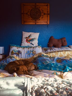 Dog friendly at The Cosy Vegan in Dunfermline