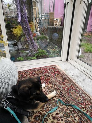 Dog allowed area at Spiregarden in Kristiansand