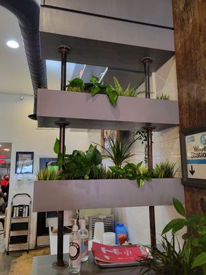 Plants at Pow Pow - H St NE in Washington