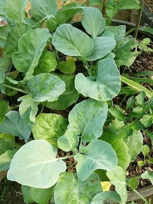 spinach organic garden at Shiny Pearl Ubud Foundation Organic Garden in Tampaksiring