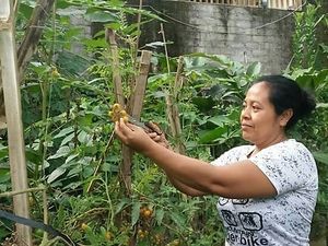 Tomato Organic at Shiny Pearl Ubud Foundation Organic Garden in Tampaksiring