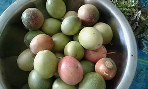 Passion Fruit Organic at Shiny Pearl Ubud Foundation Organic Garden in Tampaksiring