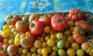 Tomato Organic at Shiny Pearl Ubud Foundation Organic Garden in Tampaksiring