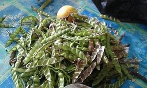 Kacang hitam Organic at Shiny Pearl Ubud Foundation Organic Garden in Tampaksiring