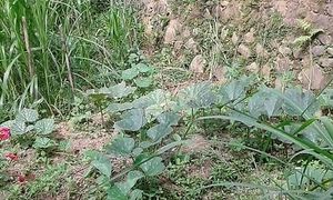 Organic Garden at Shiny Pearl Ubud Foundation Organic Garden in Tampaksiring