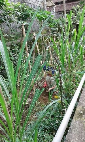 Organic Garden at Shiny Pearl Ubud Foundation Organic Garden in Tampaksiring