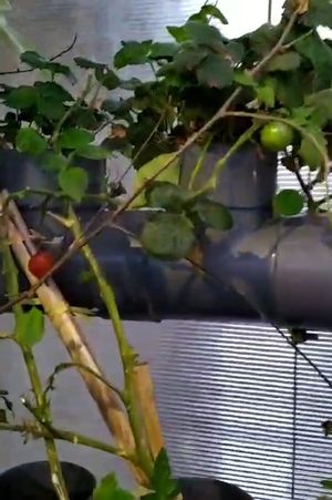  at Nuna Raymi in Cusco