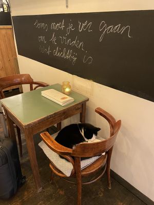 House cat ❤️  at De Zeeuwse Hemel in Zierikzee