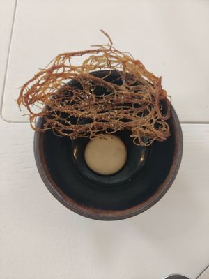 Pomme de terre sauce poire at Humus x Hortense in Brussels