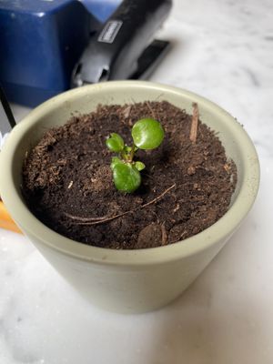   at The Judgy Vegan in Brussels