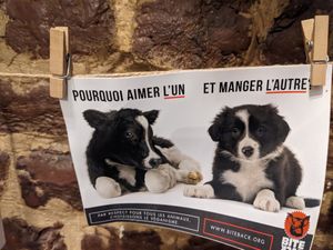  at The Judgy Vegan in Brussels