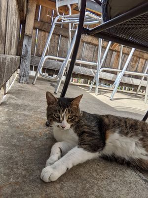 The patio cat. 😍 at Black Bear Burritos - Evansdale in Morgantown