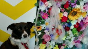 Blooming lovely at In Bloom in Glasgow