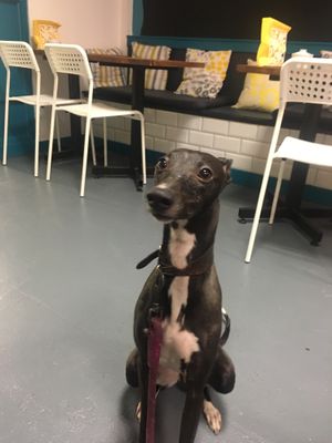   at In Bloom in Glasgow