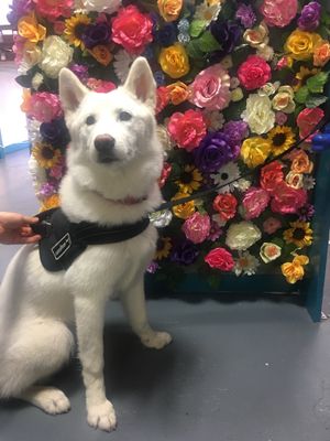   at In Bloom in Glasgow