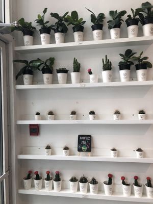 Tiny but cute at Leaves House | in Montreal