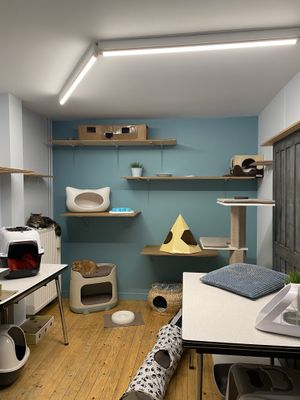 Cat private space  at DreamCATchers in Ghent