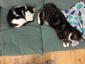 Cats at DreamCATchers in Ghent