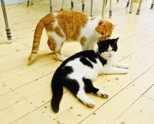 Cats at DreamCATchers in Ghent