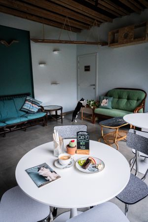  at DreamCATchers in Ghent