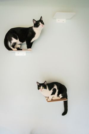 Will you come and play with us? at DreamCATchers in Ghent