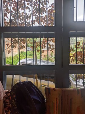 A calf in the yard across the street from Consulado Vegetal at Consulado Vegetal in Jardin