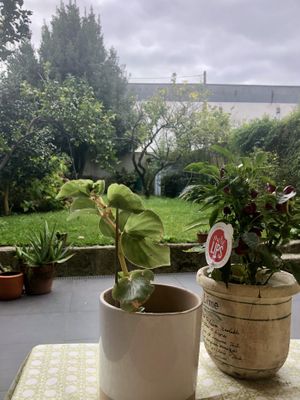 Garden   at b macro in Porto