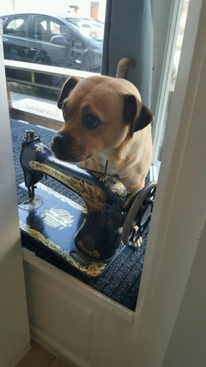 Laika at Recollets in Antwerpen