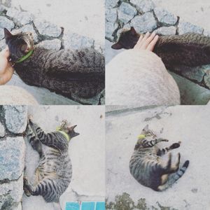 cat owner at Salad Memory in Phuket