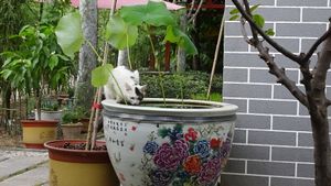 Cat in the garden at Shangdao Vegetarian 上道素食 in Xian