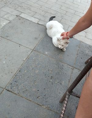 Several cats outside:) at Shangdao Vegetarian 上道素食 in Xian