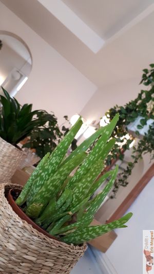 deco at Yem'a Paris in Paris