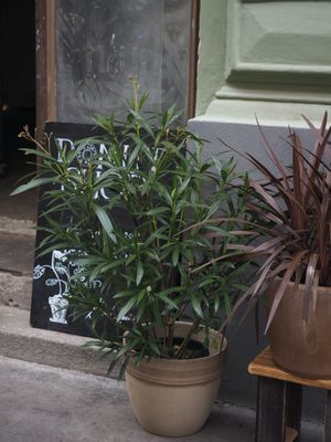 Great atmosphere at Donut Shop in Prague