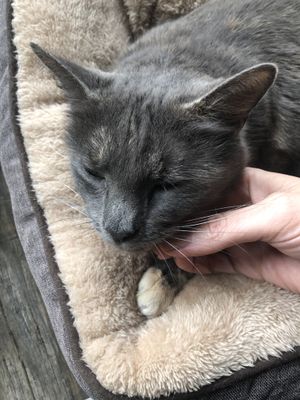 Cafe Cat  at Handsome Her in Brunswick