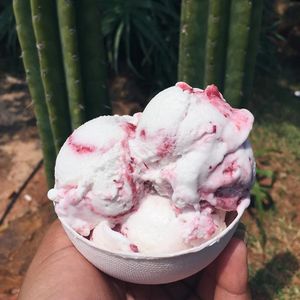 vegan ice cream at the vegan food fair at Vegan Food Fair SA in Pretoria