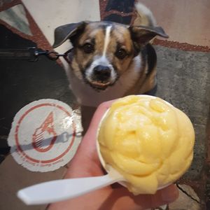 Vegan Passionfruit Sorbet at Coneflower Creamery in Omaha