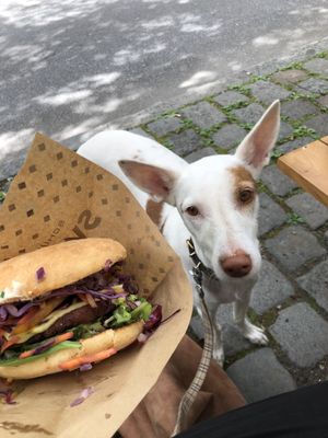 dog friendly, they brought the dogs water at Swing Kitchen - Kaiserfeldgasse in Graz