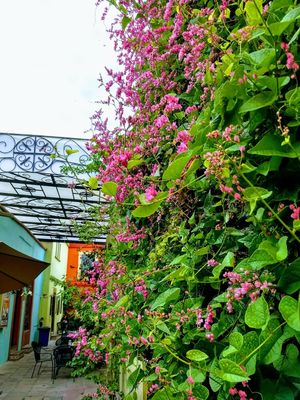 Surround by lovely plants at Tacogreen in Queretaro
