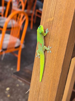  at Imua Coffee Roasters in Kapaa