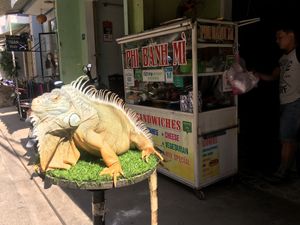 Danny the iguana at Phi Banh Mi in Hoi An