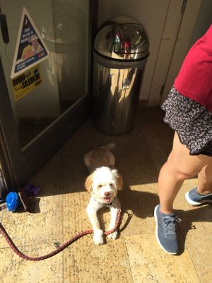 Dog friendly  at Dino Gelateria Italiana in Barcelona