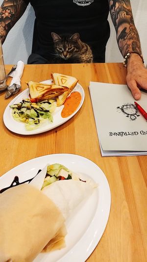 Yummy food + feline companionship (Kalina) at Katzencafe Miezhaus in Bielefeld