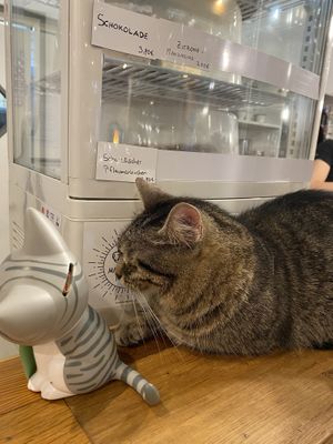 Die Katze direkt an der Theke für Torten at Katzencafe Miezhaus in Bielefeld