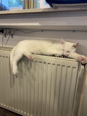 Katze auf der Heizung at Katzencafe Miezhaus in Bielefeld