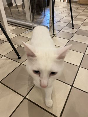 Eine der 5 Katzen at Katzencafe Miezhaus in Bielefeld