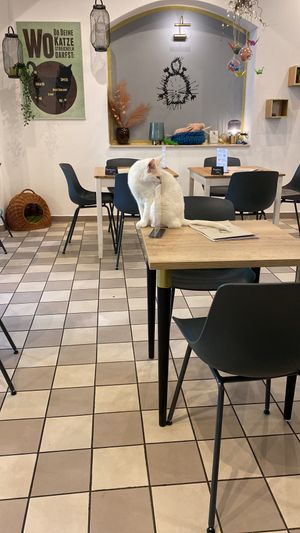   at Katzencafe Miezhaus in Bielefeld